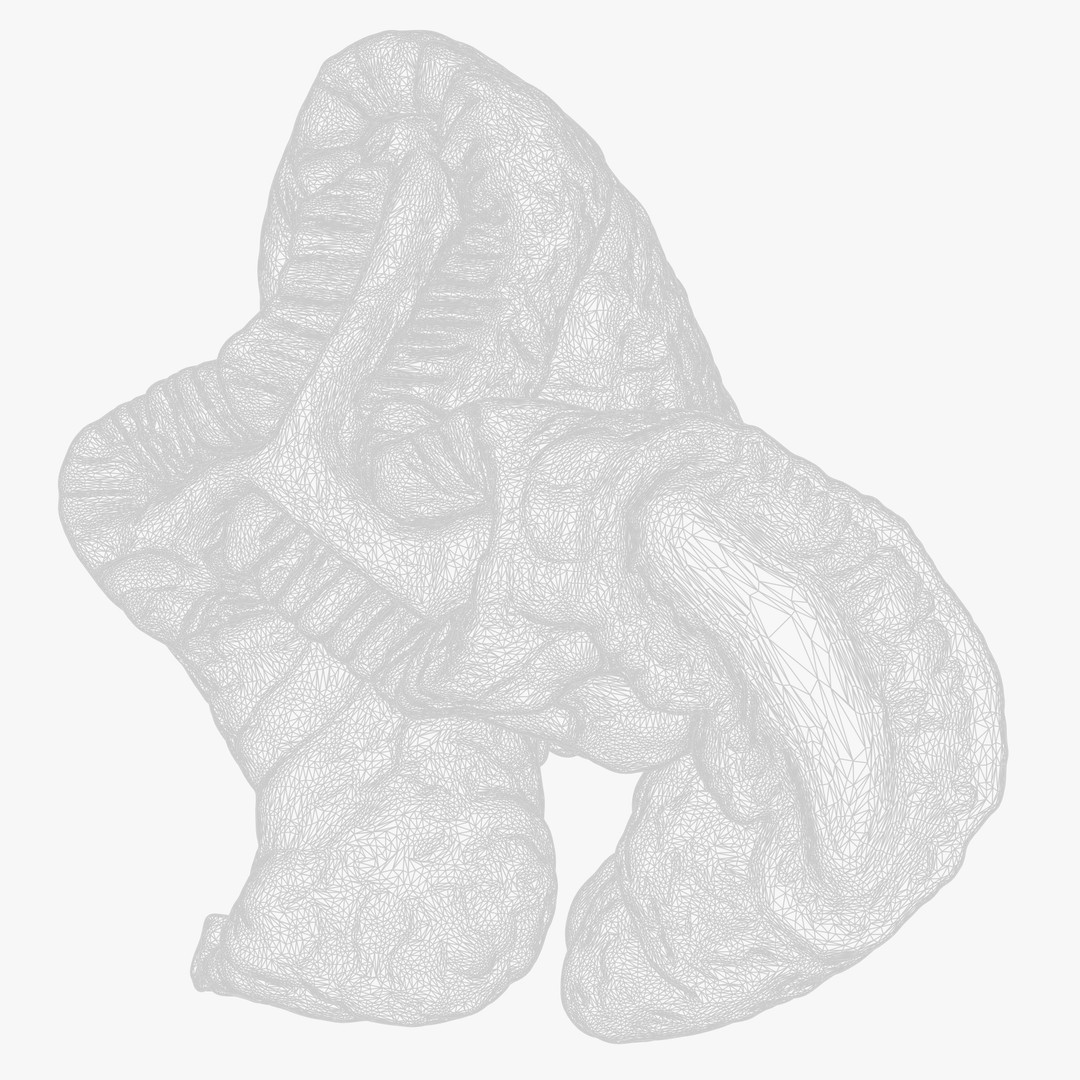 Cylindrical Epithelium of the Gallbladder 3D Model – Detailed Medical Anatomy, FBX