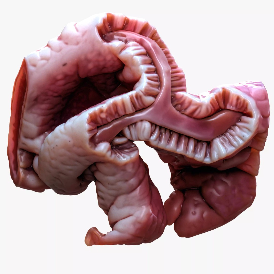 Cylindrical Epithelium of the Gallbladder 3D Model – Detailed Medical Anatomy, FBX - View 2