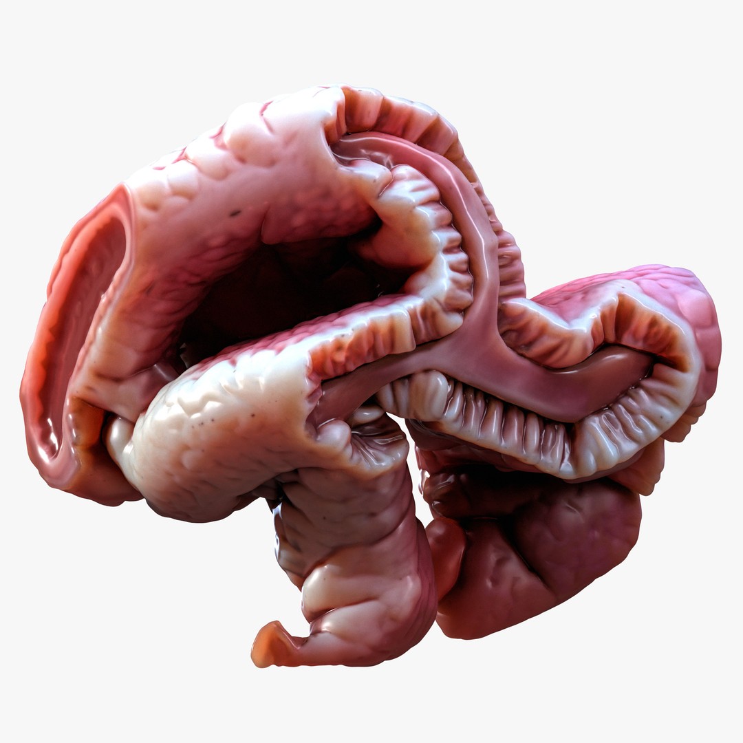 Cylindrical Epithelium of the Gallbladder 3D Model – Detailed Medical Anatomy, FBX - View 3
