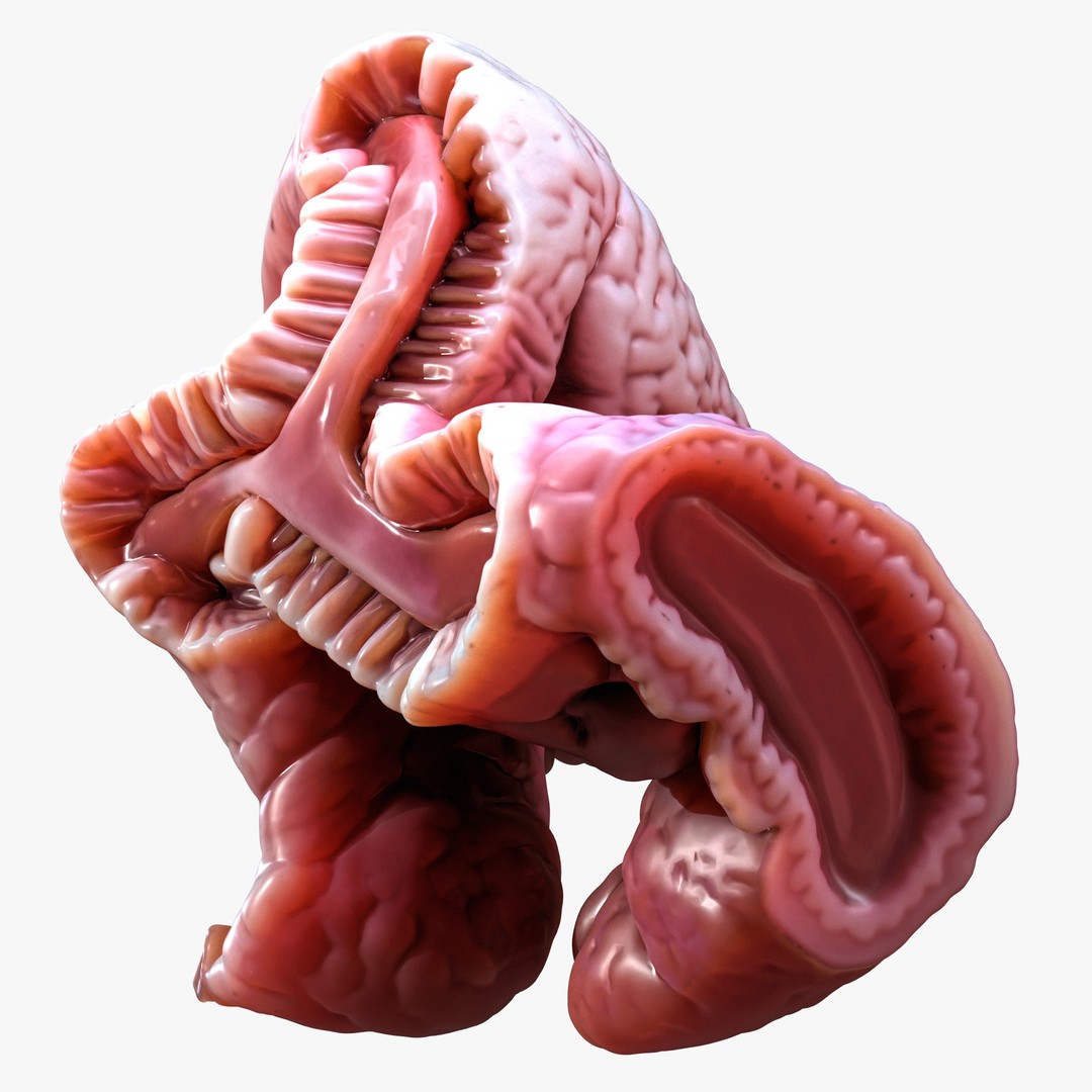 Cylindrical Epithelium of the Gallbladder 3D Model – Detailed Medical Anatomy, FBX - View 4
