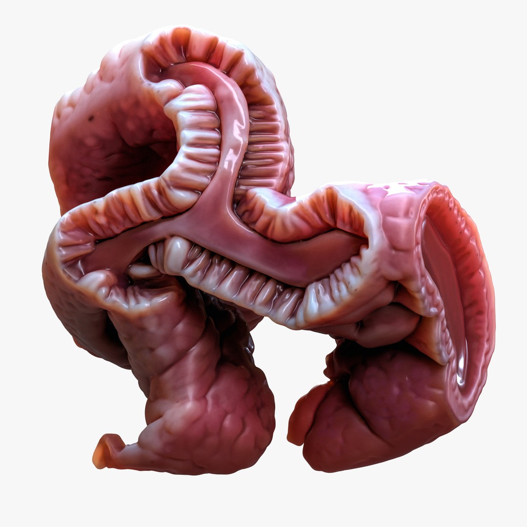 Cylindrical Epithelium of the Gallbladder 3D Model – Detailed Medical Anatomy, FBX - View 5