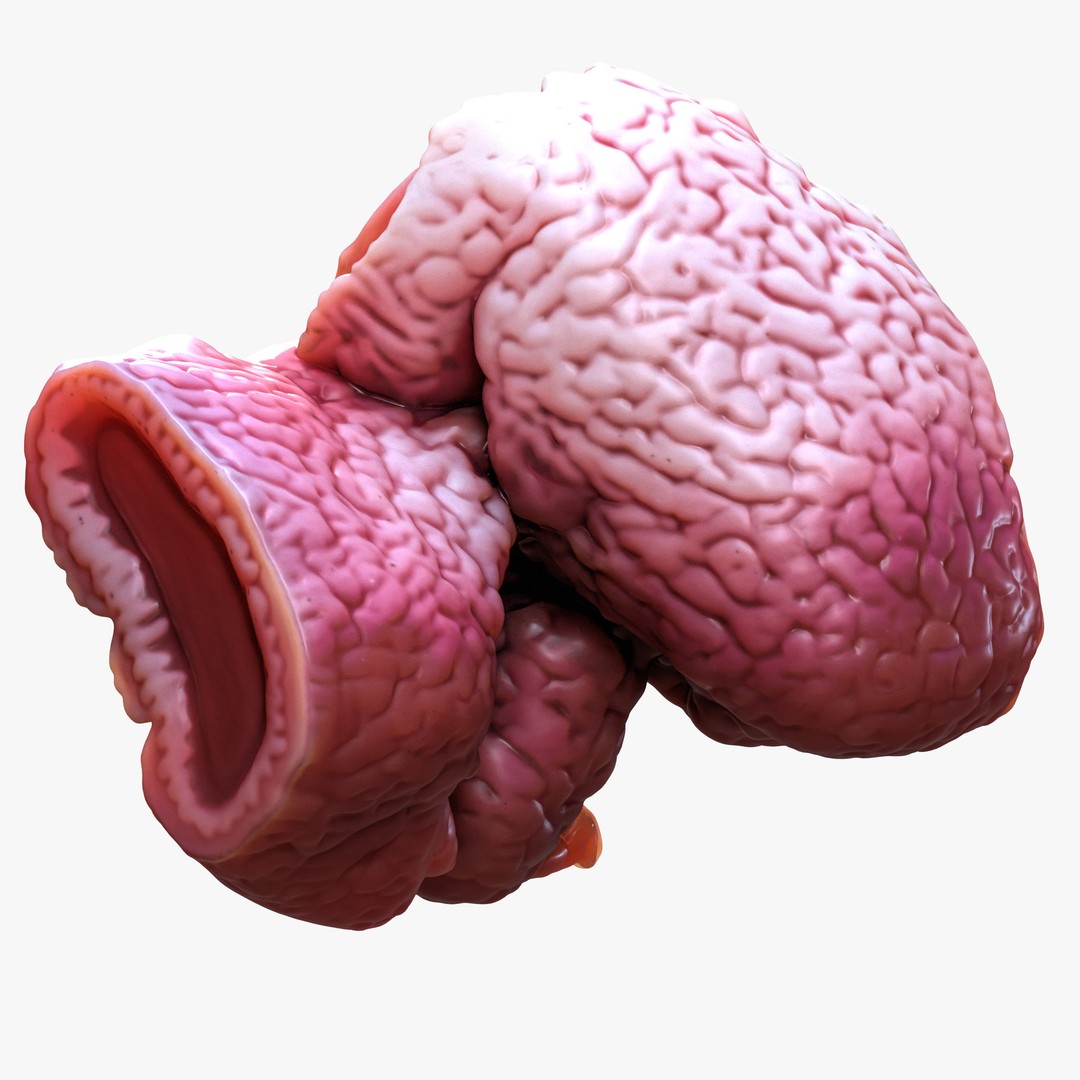 Cylindrical Epithelium of the Gallbladder 3D Model – Detailed Medical Anatomy, FBX - View 6