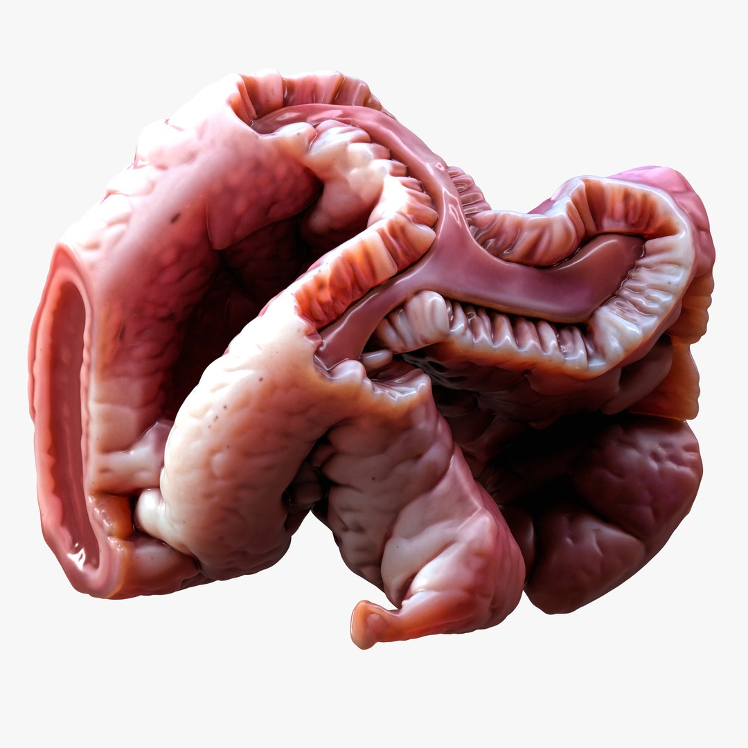 Cylindrical Epithelium of the Gallbladder 3D Model – Detailed Medical Anatomy, FBX - View 7