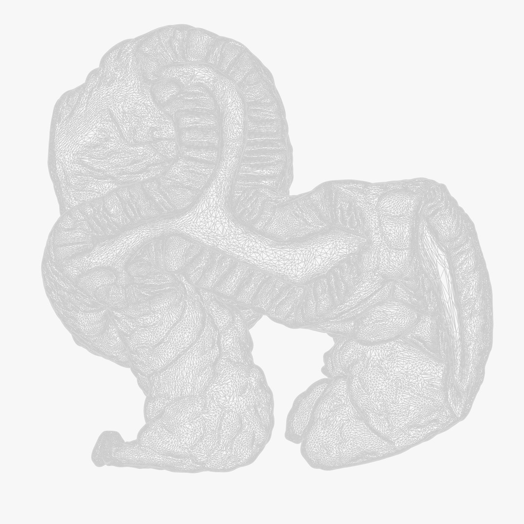 Cylindrical Epithelium of the Gallbladder 3D Model – Detailed Medical Anatomy, FBX - View 9