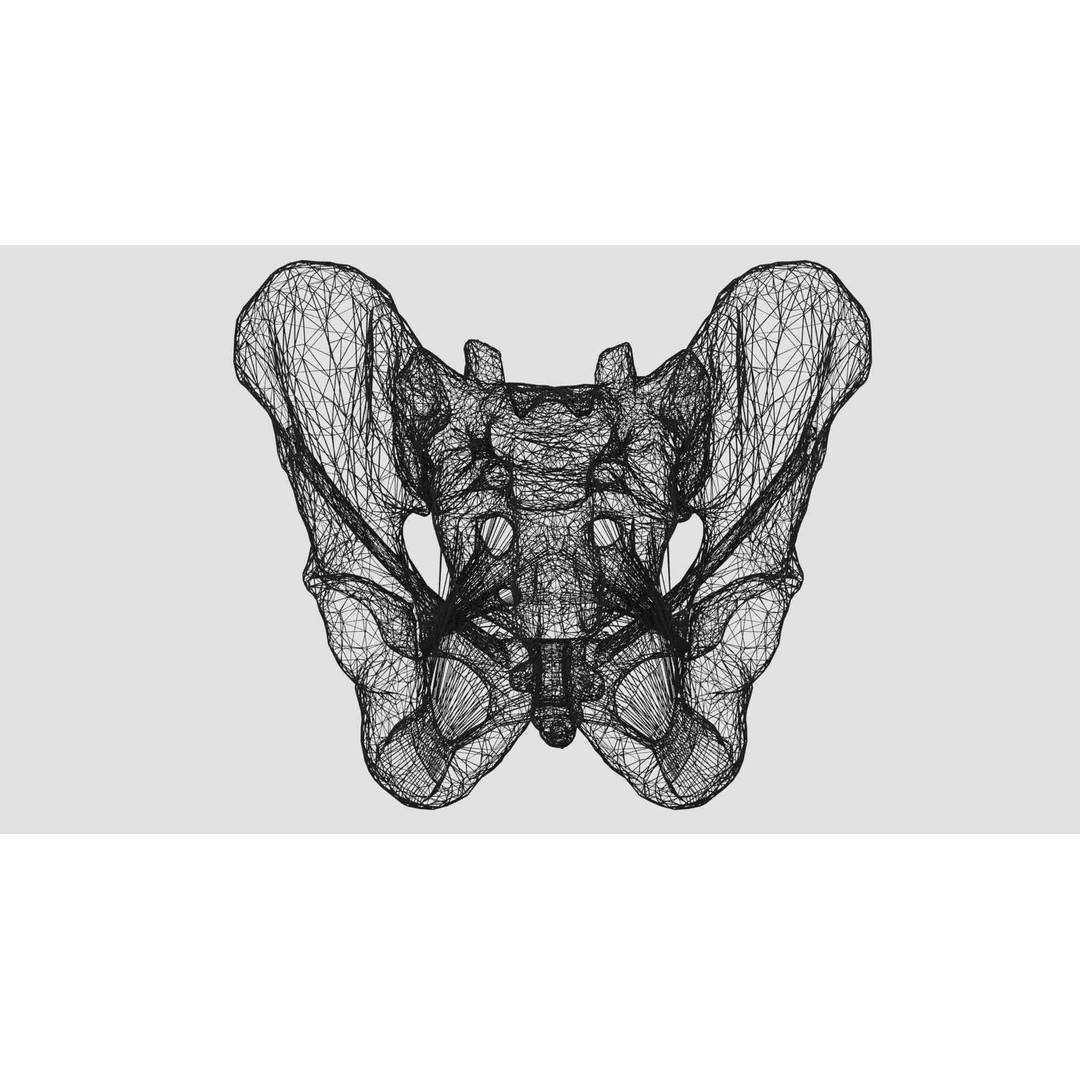 Female Pelvis 3D Model – Low Poly Medical Asset, Multiple Formats