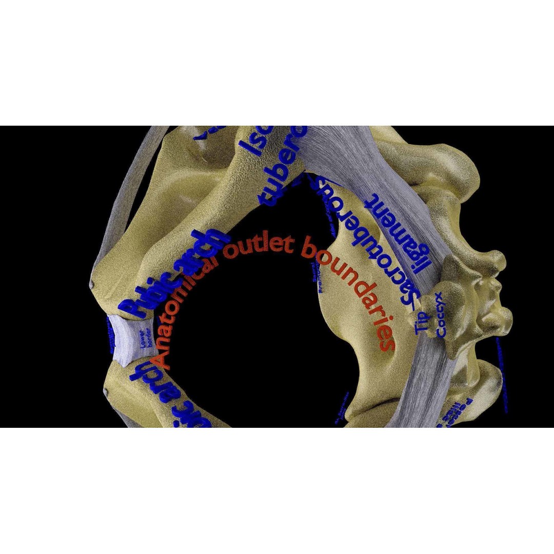 Female Pelvis 3D Model – Low Poly Medical Asset, Multiple Formats - View 12