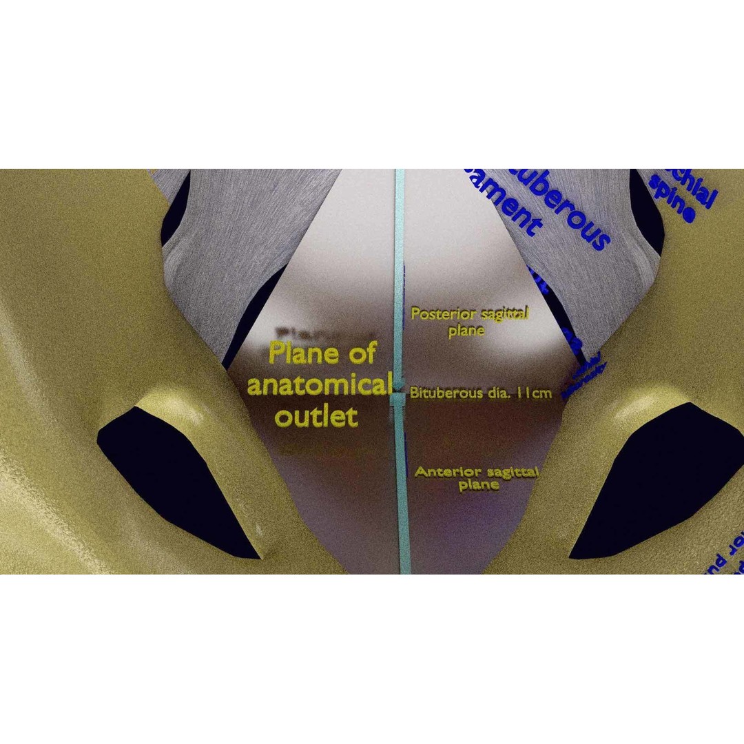 Female Pelvis 3D Model – Low Poly Medical Asset, Multiple Formats - View 13