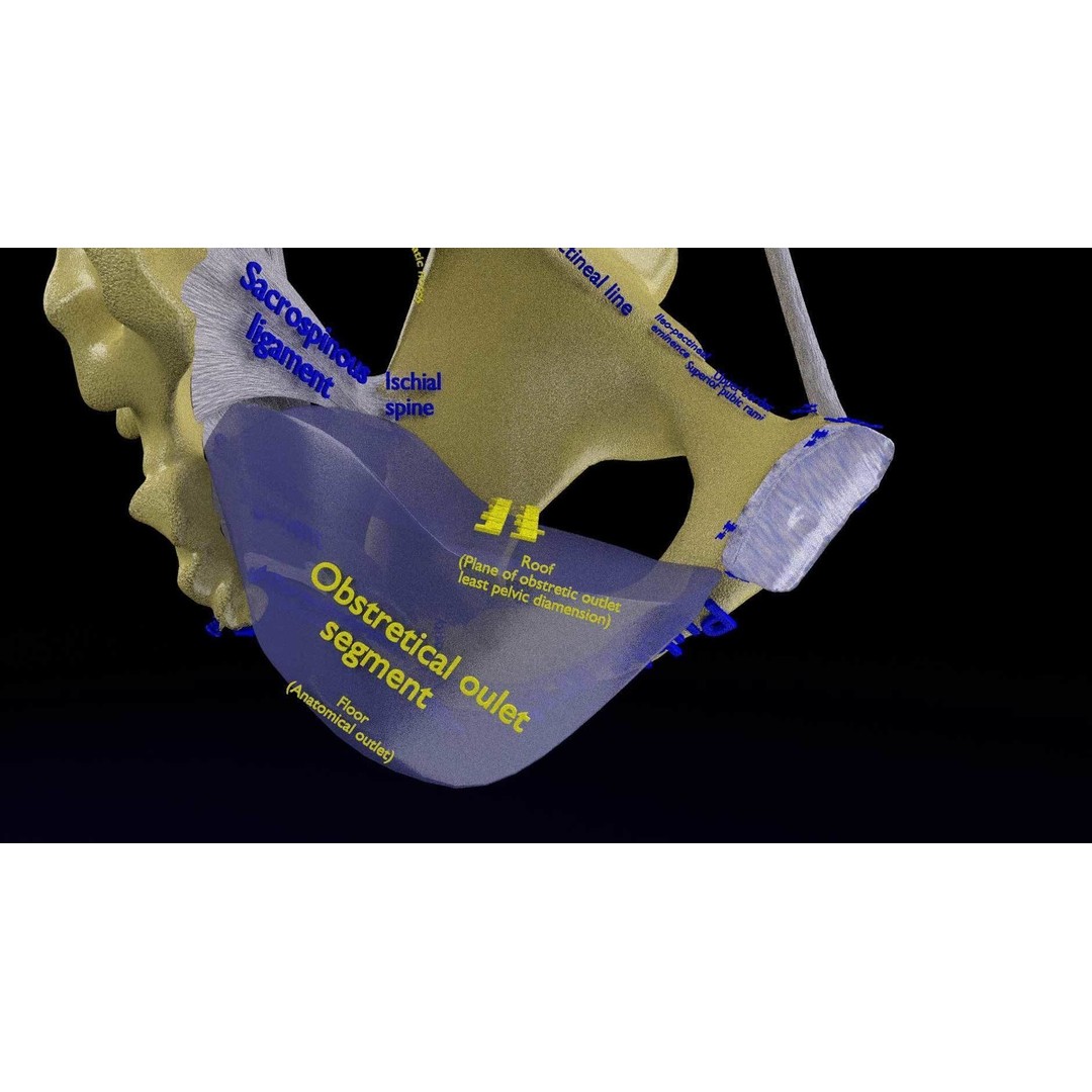 Female Pelvis 3D Model – Low Poly Medical Asset, Multiple Formats - View 16