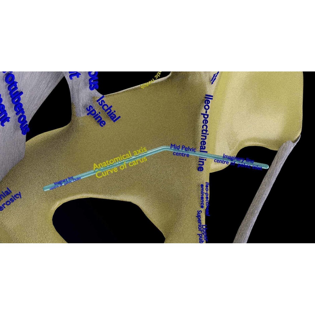 Female Pelvis 3D Model – Low Poly Medical Asset, Multiple Formats - View 18