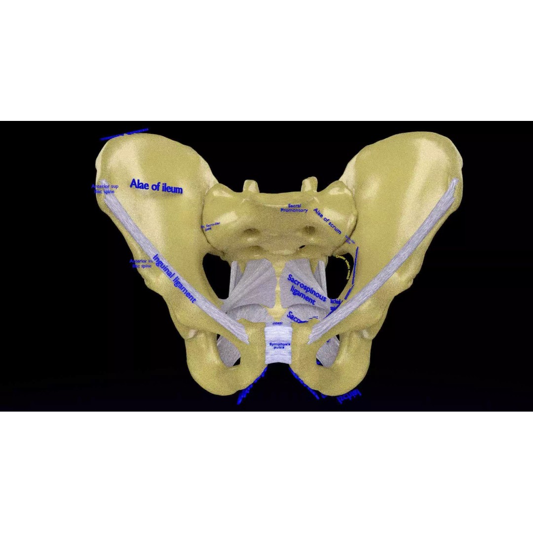 Female Pelvis 3D Model – Low Poly Medical Asset, Multiple Formats - View 2