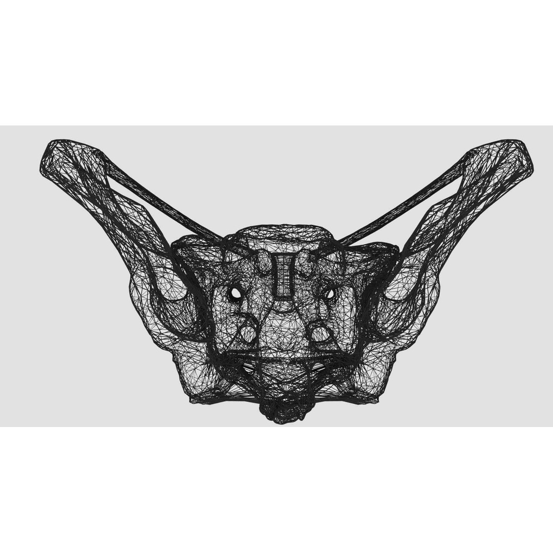 Female Pelvis 3D Model – Low Poly Medical Asset, Multiple Formats - View 20