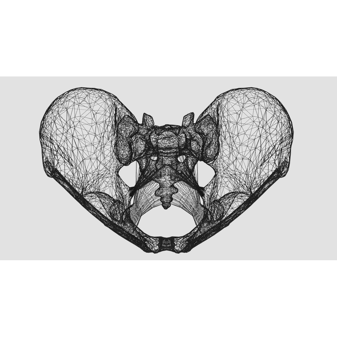 Female Pelvis 3D Model – Low Poly Medical Asset, Multiple Formats - View 21
