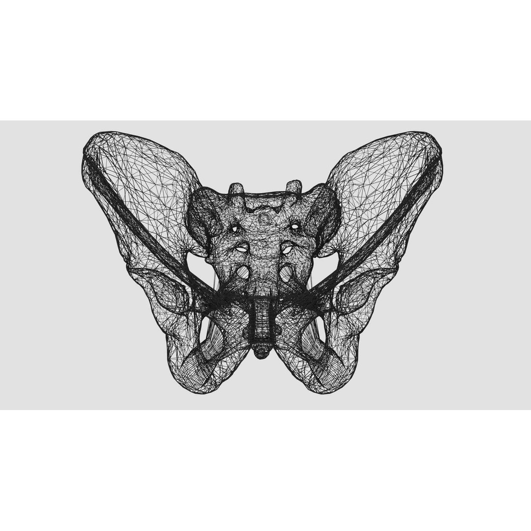 Female Pelvis 3D Model – Low Poly Medical Asset, Multiple Formats - View 22