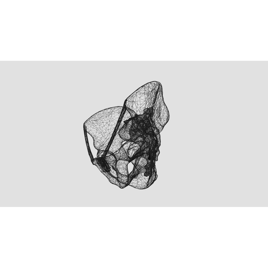 Female Pelvis 3D Model – Low Poly Medical Asset, Multiple Formats - View 23