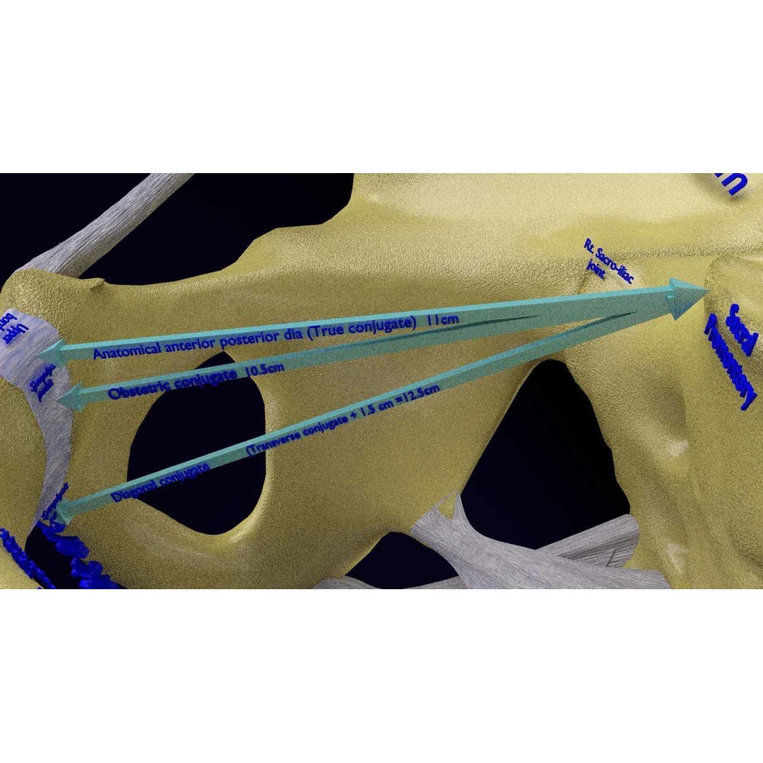 Female Pelvis 3D Model – Low Poly Medical Asset, Multiple Formats - View 4