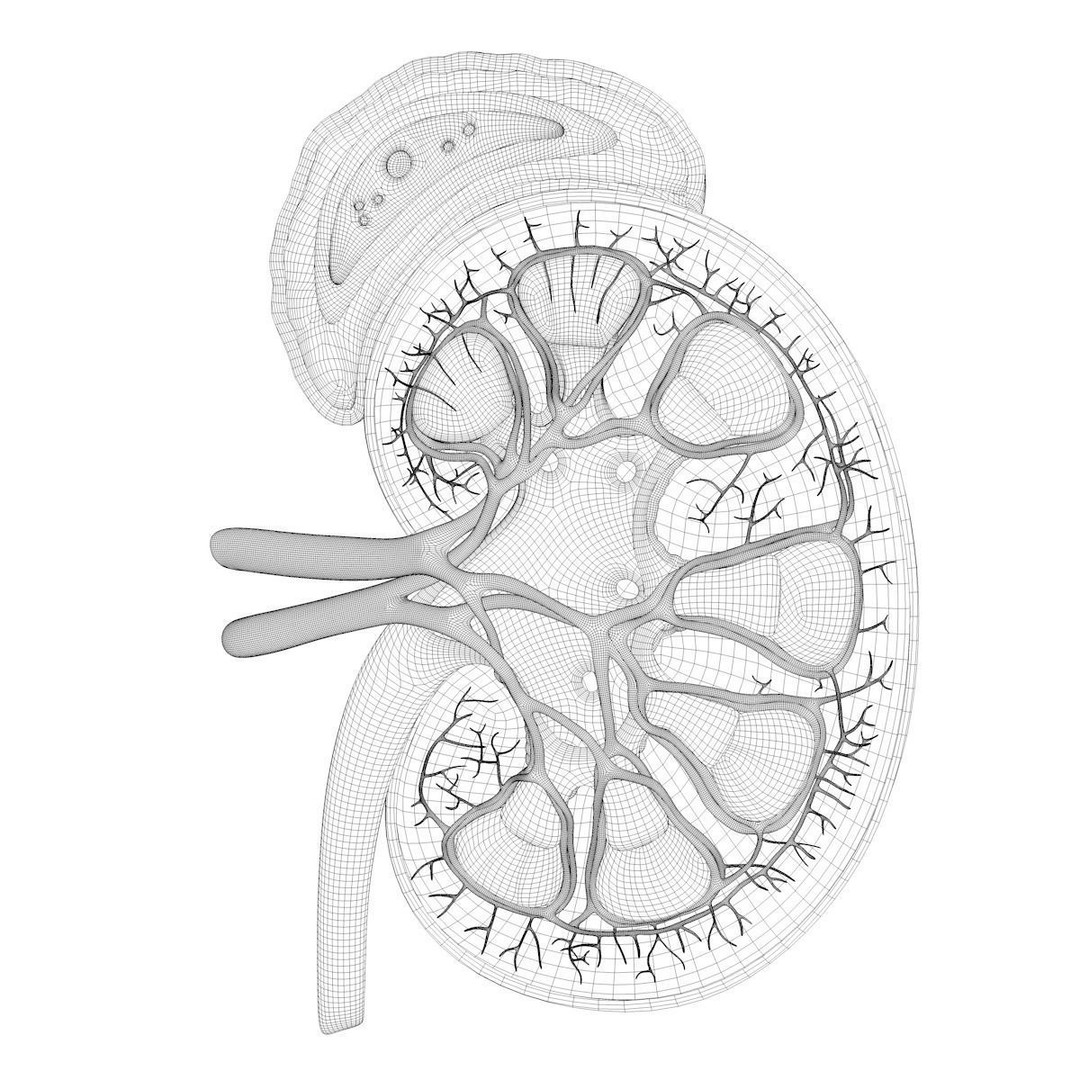 Human Kidney 3D Model – Anatomical PBR Asset, FBX, OBJ