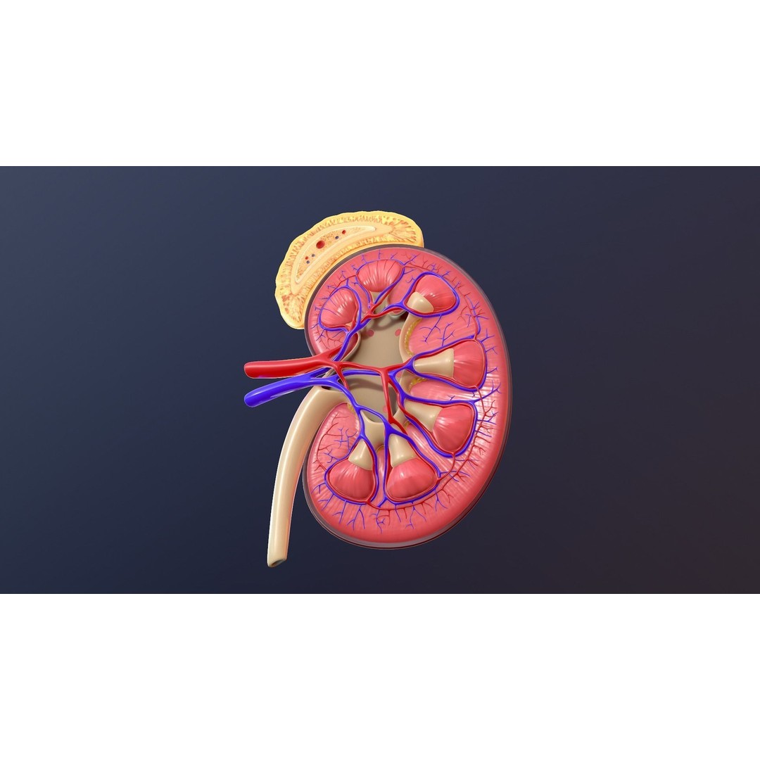 Human Kidney 3D Model – Anatomical PBR Asset, FBX, OBJ - View 11