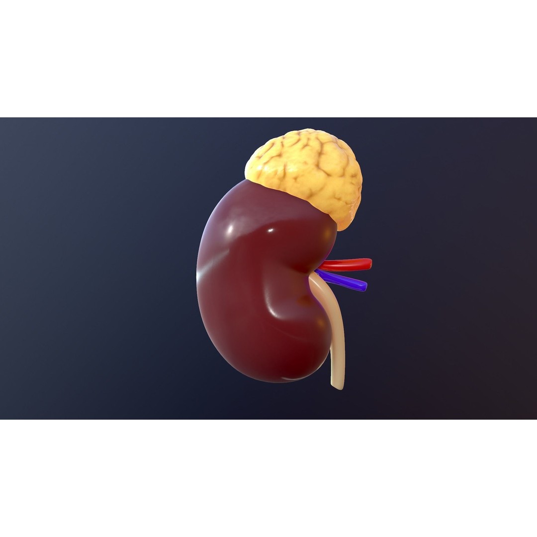 Human Kidney 3D Model – Anatomical PBR Asset, FBX, OBJ - View 12