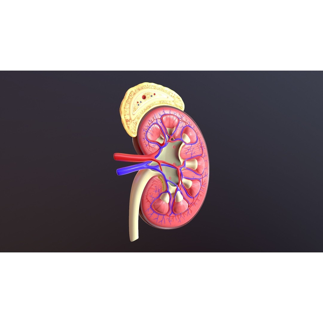 Human Kidney 3D Model – Anatomical PBR Asset, FBX, OBJ - View 13