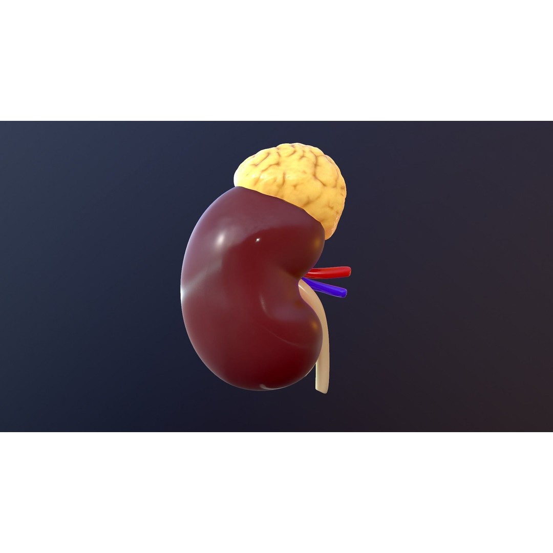Human Kidney 3D Model – Anatomical PBR Asset, FBX, OBJ - View 14