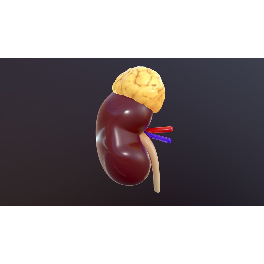 Human Kidney 3D Model – Anatomical PBR Asset, FBX, OBJ - View 15