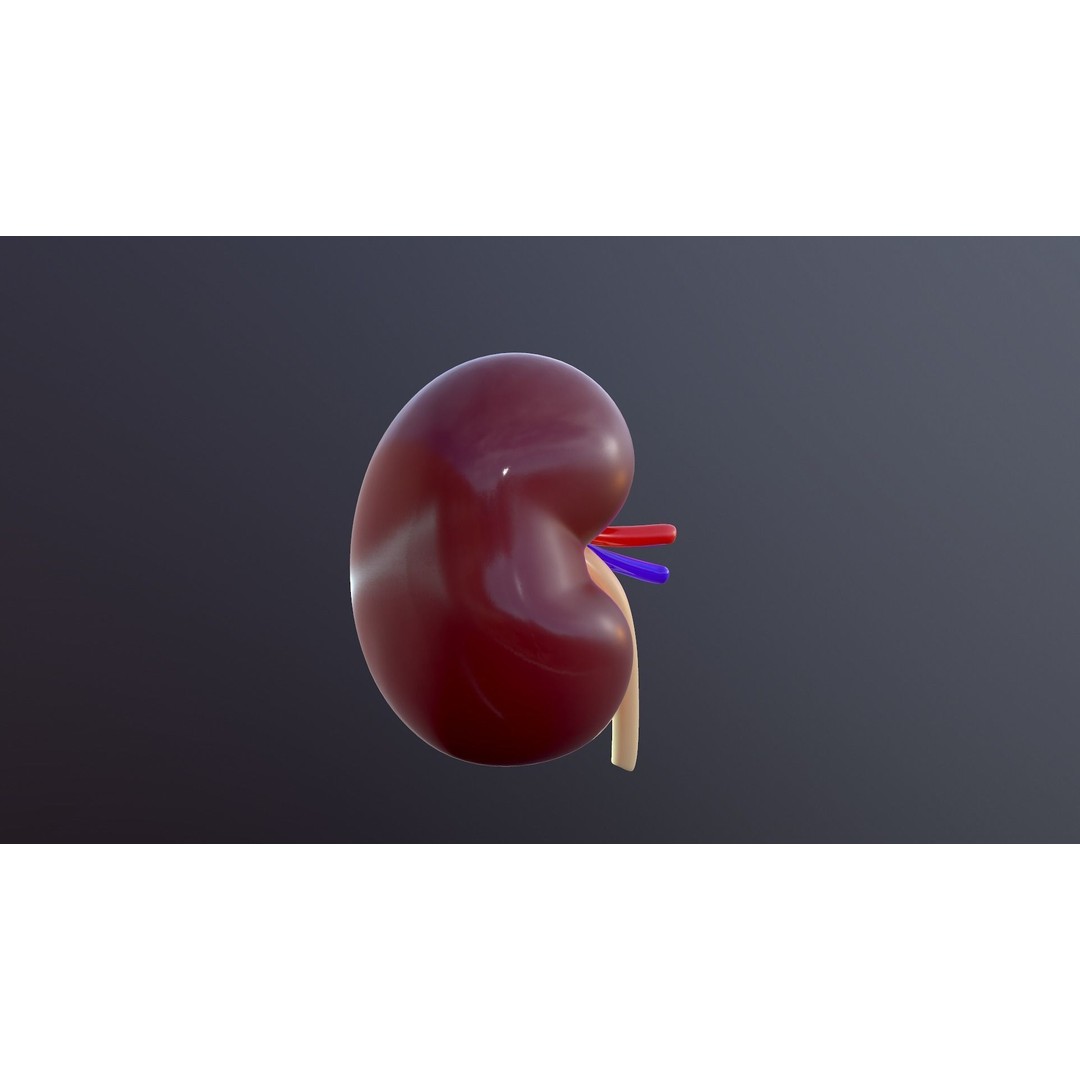 Human Kidney 3D Model – Anatomical PBR Asset, FBX, OBJ - View 16