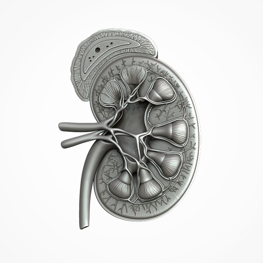 Human Kidney 3D Model – Anatomical PBR Asset, FBX, OBJ - View 18