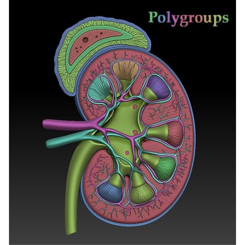 Human Kidney 3D Model – Anatomical PBR Asset, FBX, OBJ - View 19