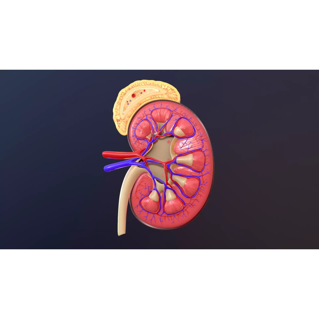Human Kidney 3D Model – Anatomical PBR Asset, FBX, OBJ - View 2