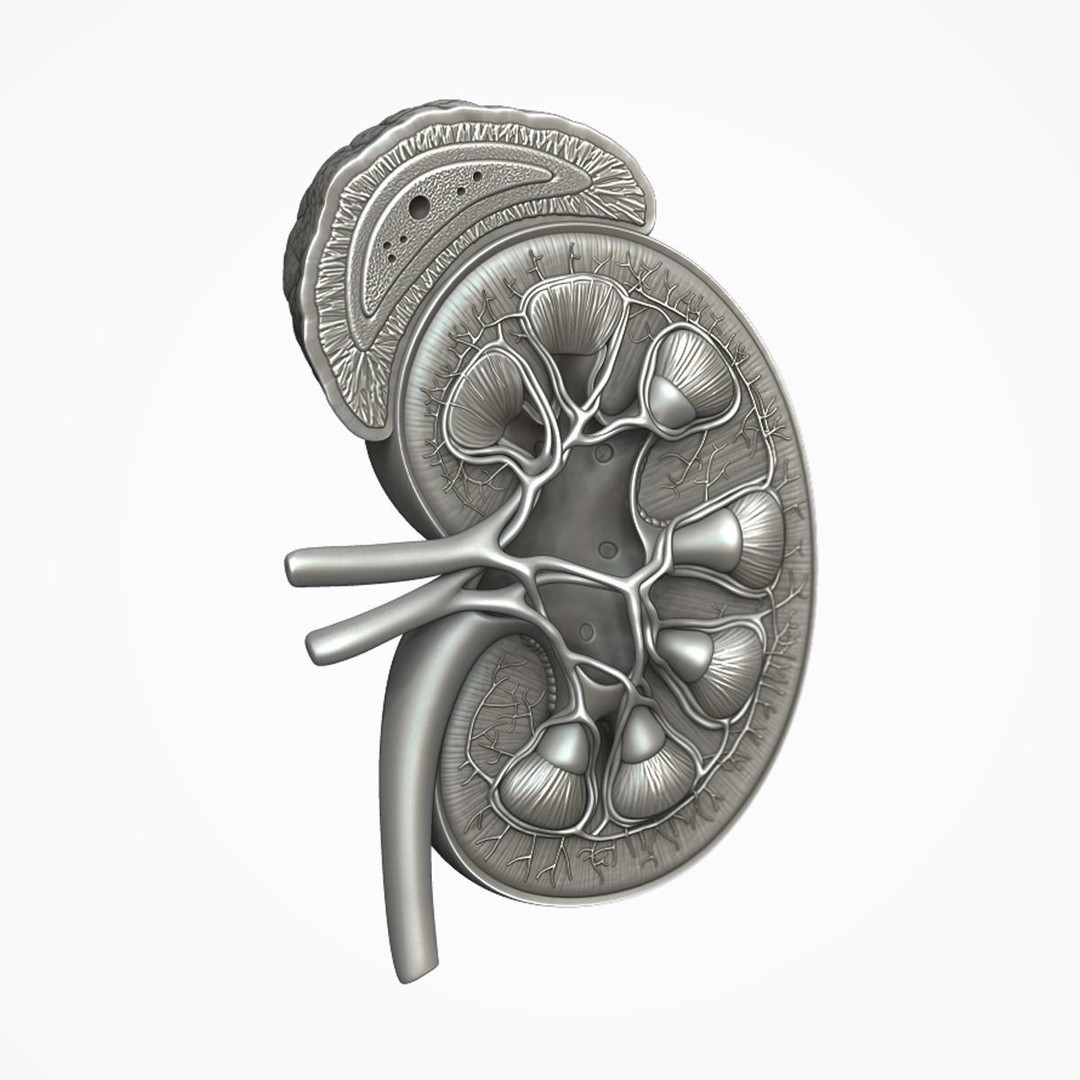 Human Kidney 3D Model – Anatomical PBR Asset, FBX, OBJ - View 20