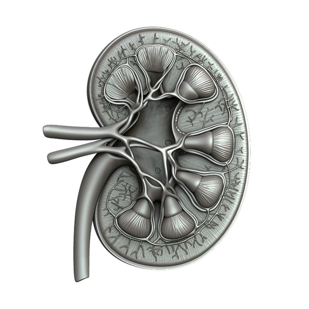 Human Kidney 3D Model – Anatomical PBR Asset, FBX, OBJ - View 22