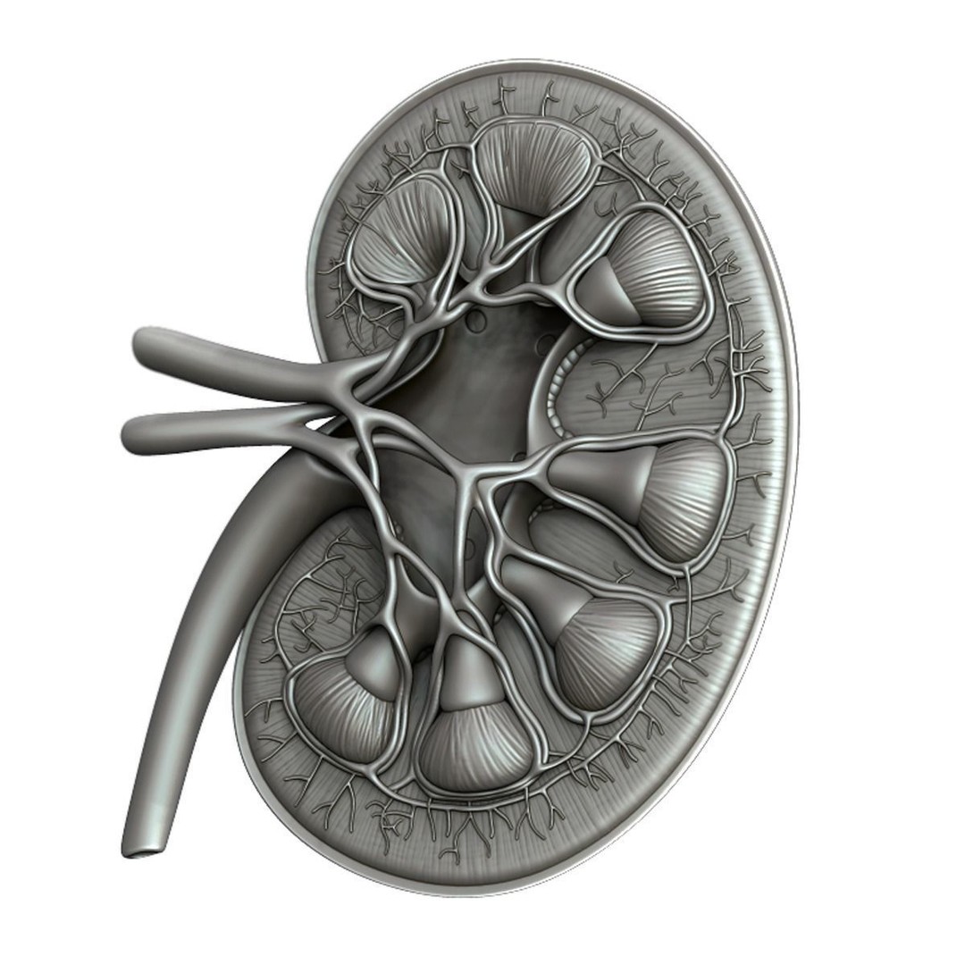 Human Kidney 3D Model – Anatomical PBR Asset, FBX, OBJ - View 23