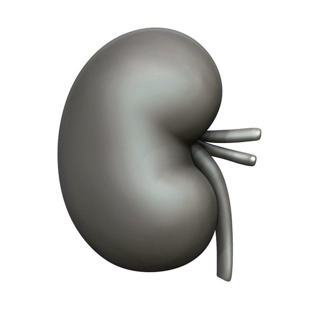 Human Kidney 3D Model – Anatomical PBR Asset, FBX, OBJ - View 24