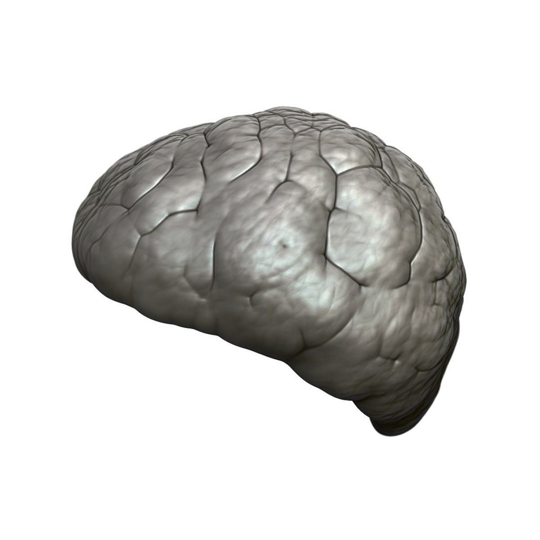Human Kidney 3D Model – Anatomical PBR Asset, FBX, OBJ - View 27