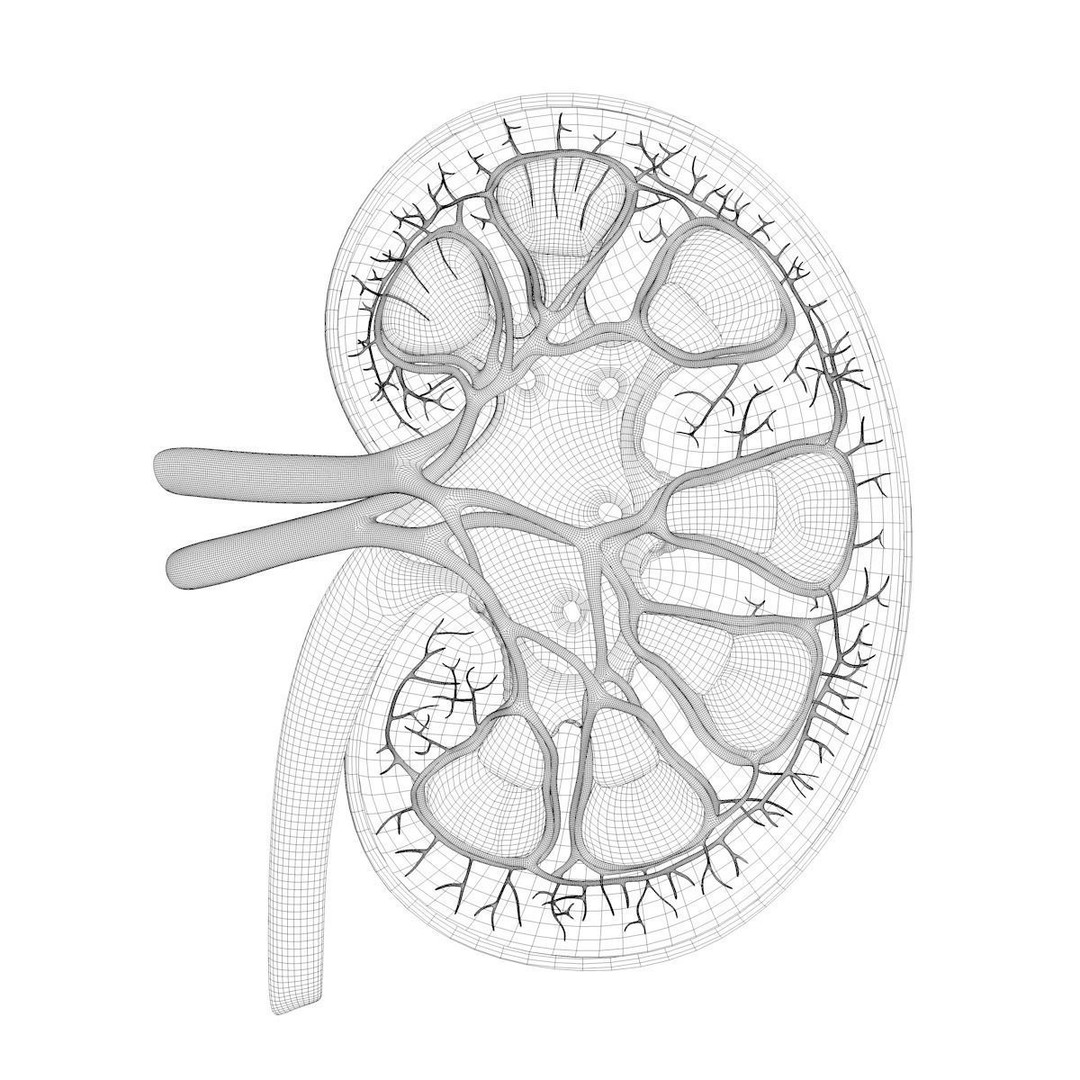 Human Kidney 3D Model – Anatomical PBR Asset, FBX, OBJ - View 28
