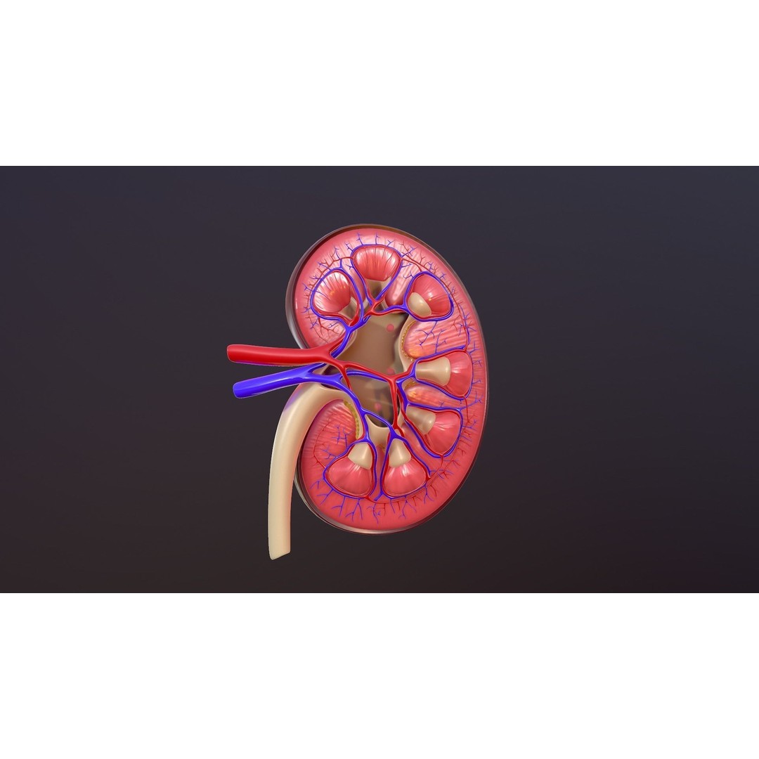 Human Kidney 3D Model – Anatomical PBR Asset, FBX, OBJ - View 3