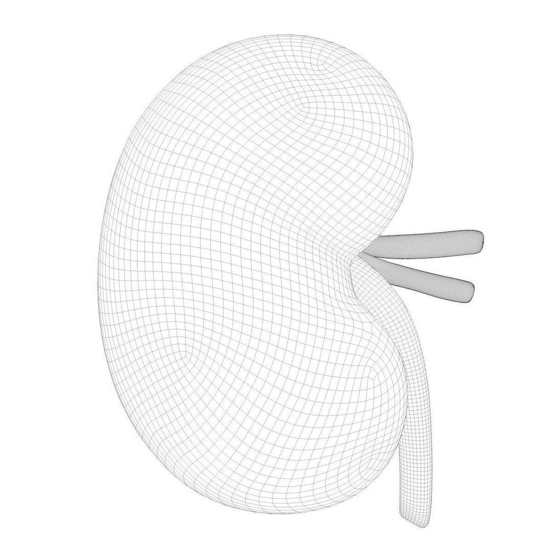 Human Kidney 3D Model – Anatomical PBR Asset, FBX, OBJ - View 30