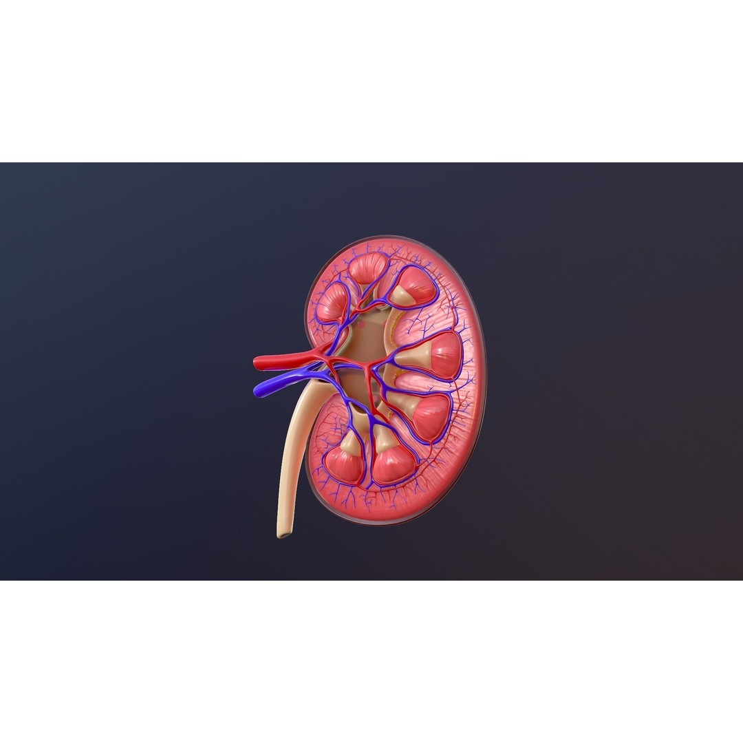 Human Kidney 3D Model – Anatomical PBR Asset, FBX, OBJ - View 4