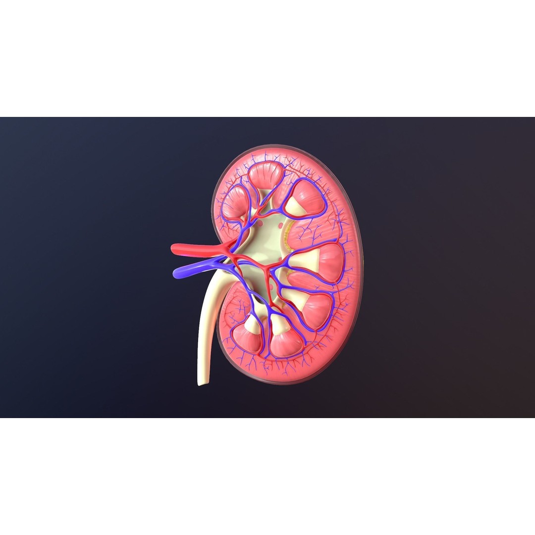 Human Kidney 3D Model – Anatomical PBR Asset, FBX, OBJ - View 5