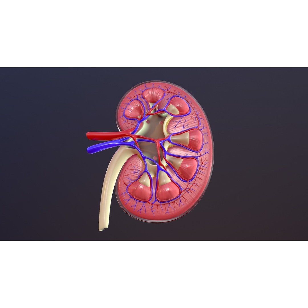 Human Kidney 3D Model – Anatomical PBR Asset, FBX, OBJ - View 6