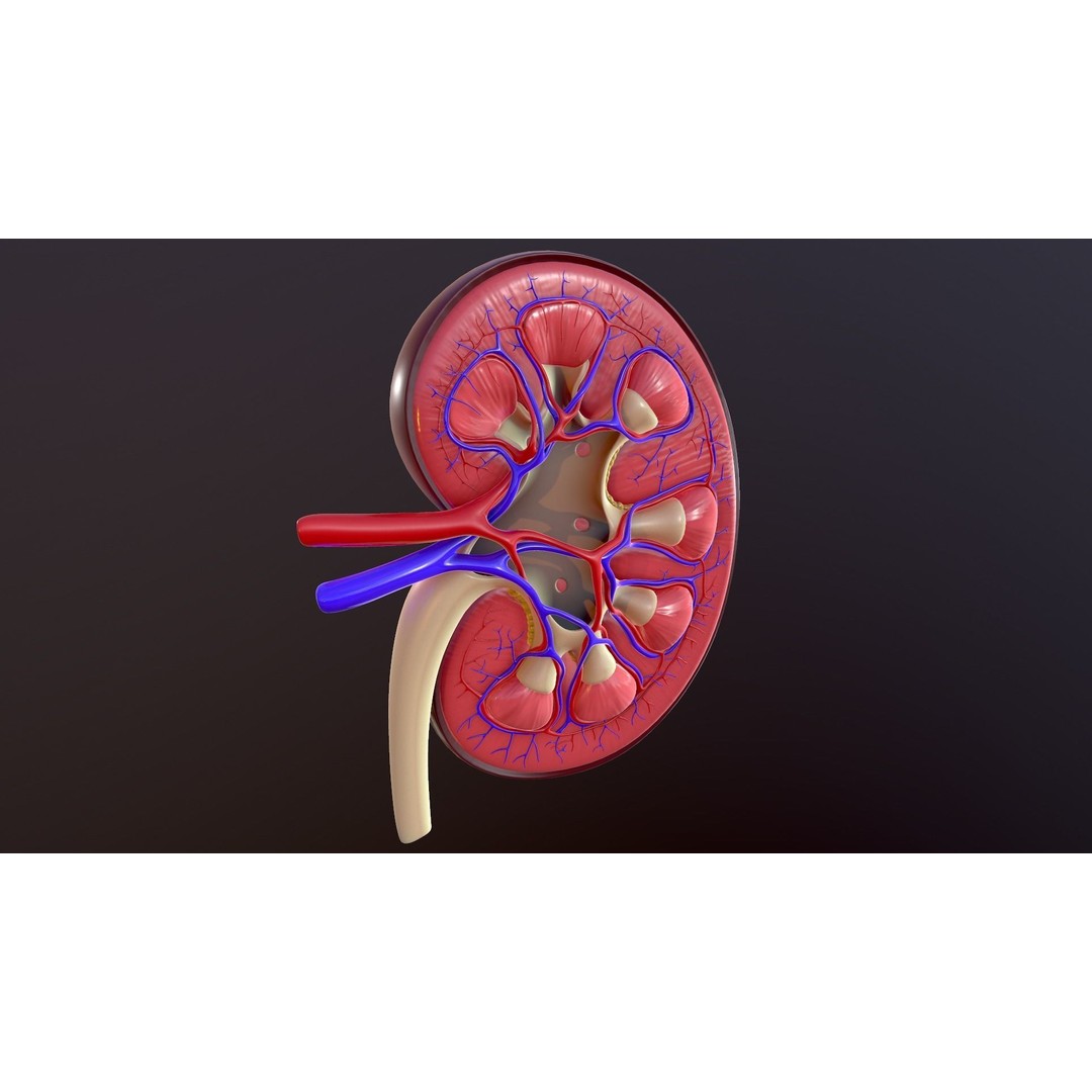 Human Kidney 3D Model – Anatomical PBR Asset, FBX, OBJ - View 7