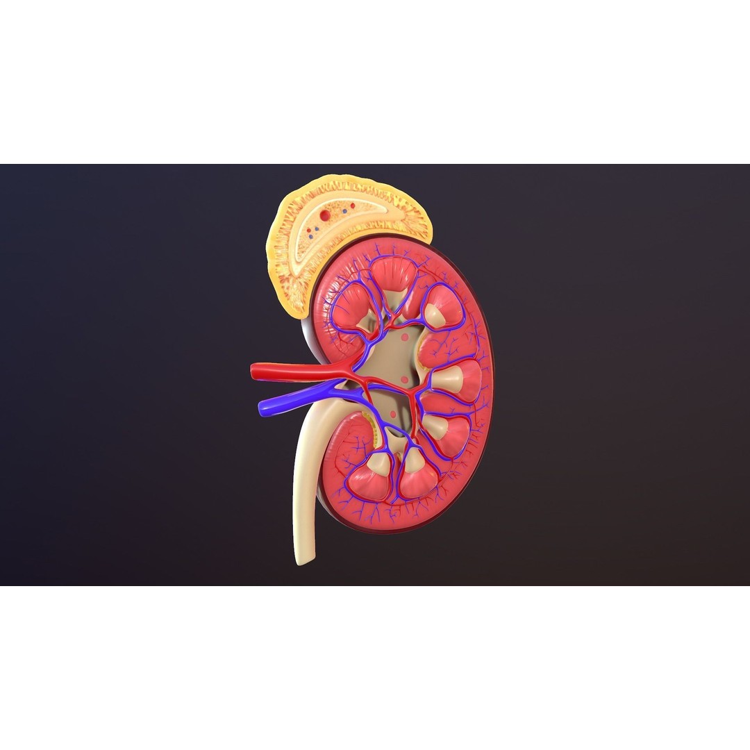 Human Kidney 3D Model – Anatomical PBR Asset, FBX, OBJ - View 9