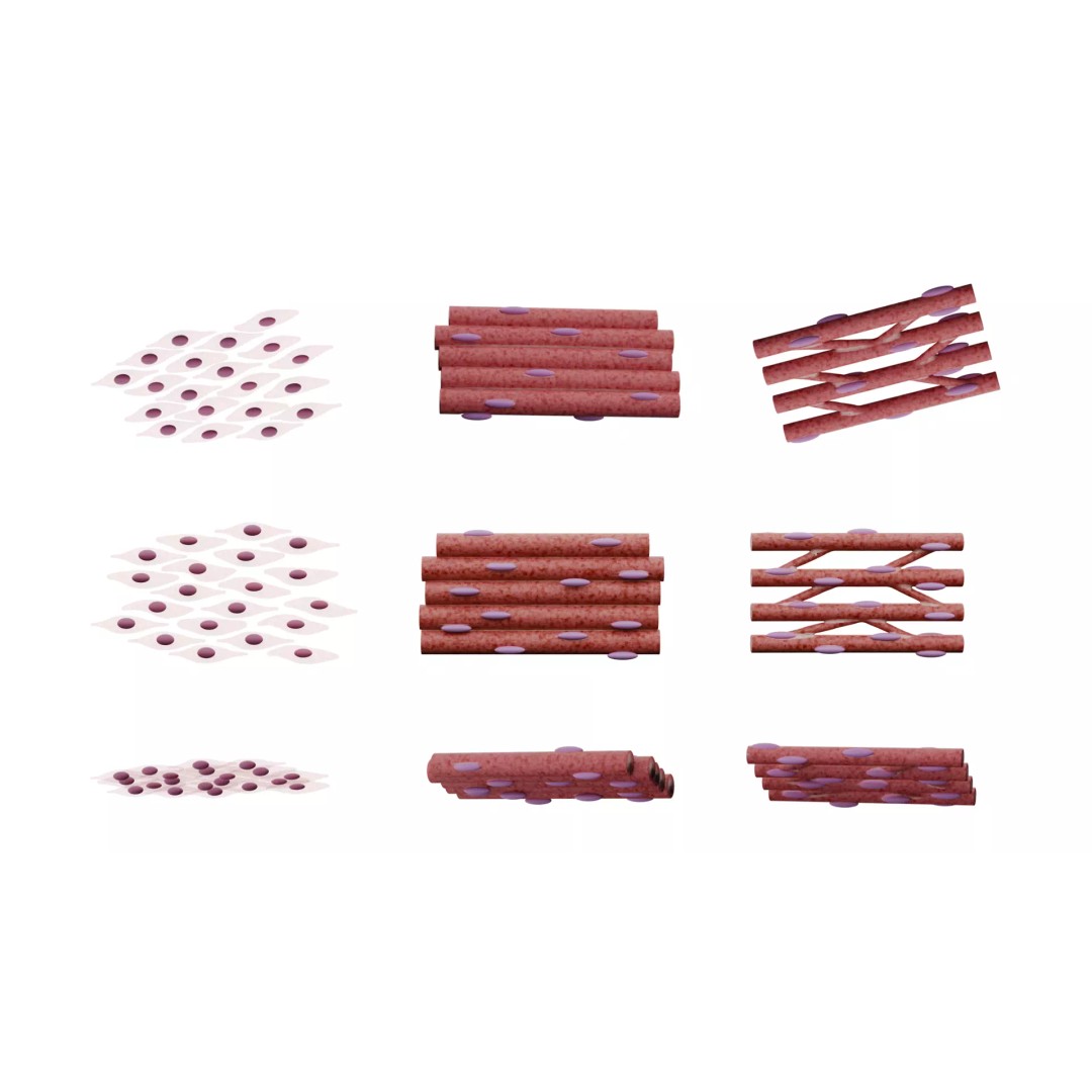 Types of Muscle Tissue 3D Model – PBR Medical Asset, FBX, OBJ, Blender - View 3
