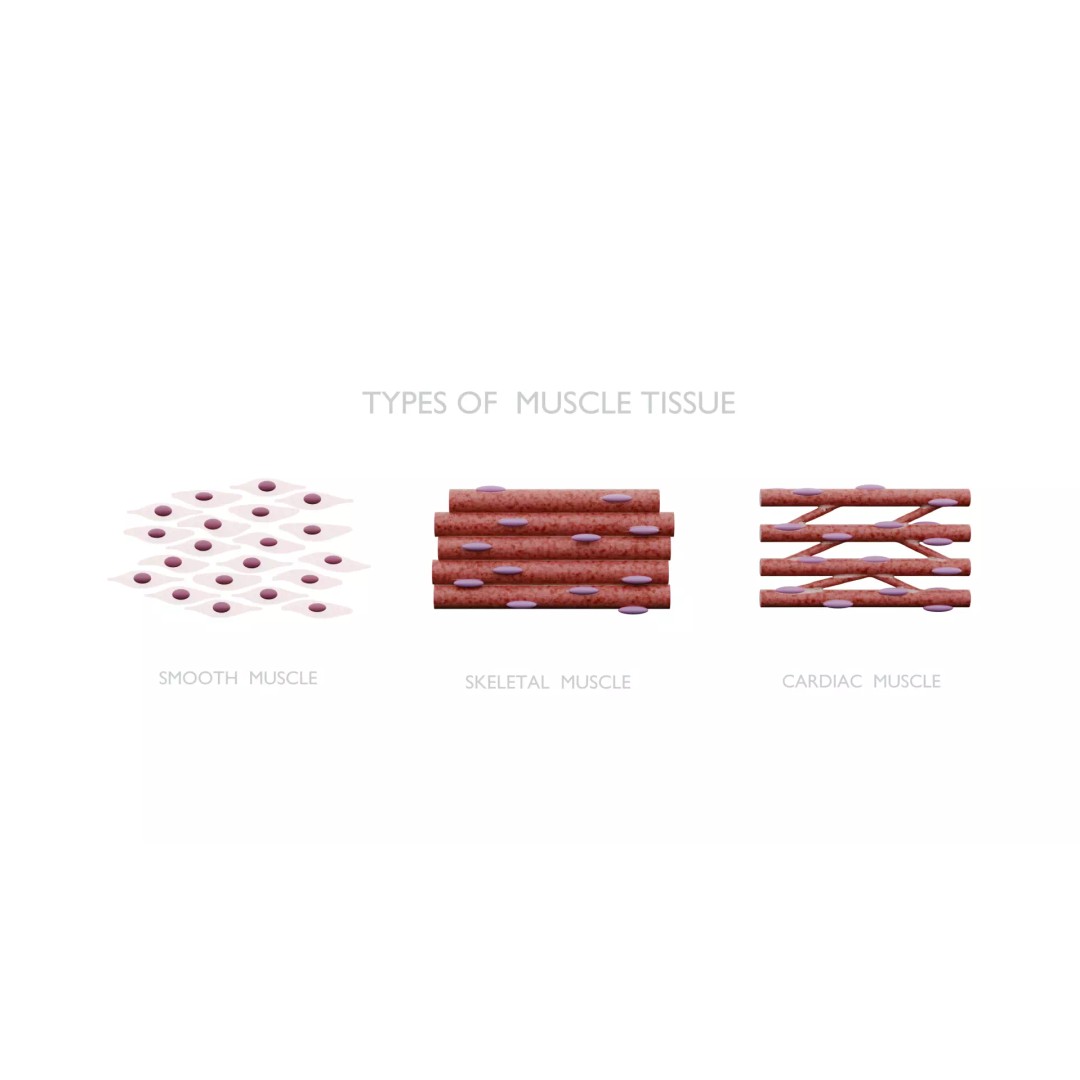 Types of Muscle Tissue 3D Model – PBR Medical Asset, FBX, OBJ, Blender - View 4