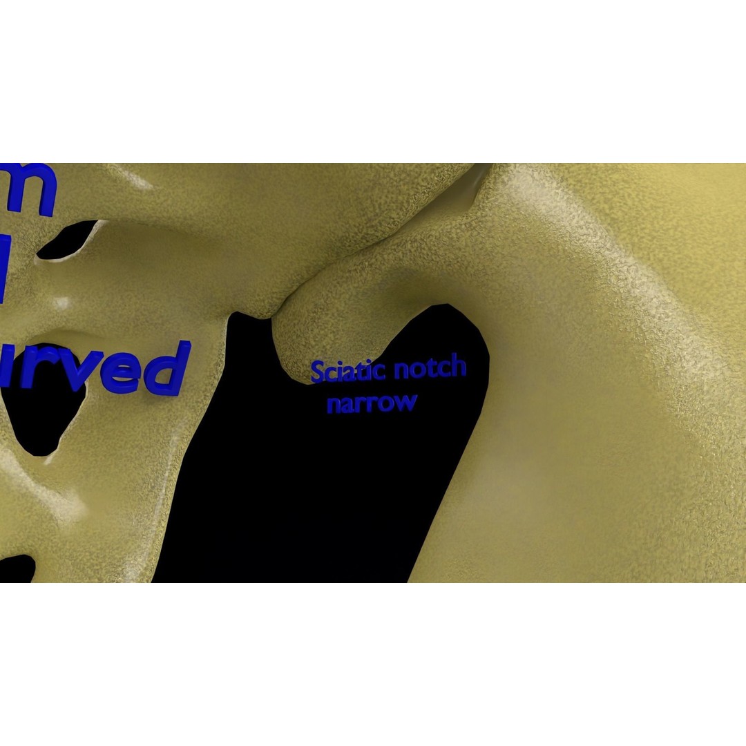 Pelvis Types 3D Model – Detailed Anatomical Representation, Blender, FBX - View 10