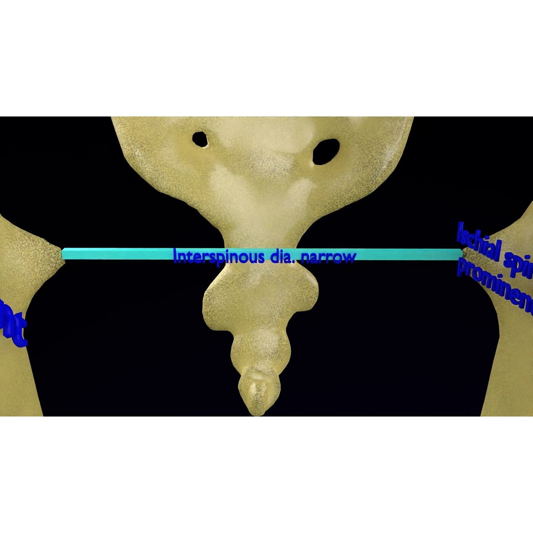 Pelvis Types 3D Model – Detailed Anatomical Representation, Blender, FBX - View 11