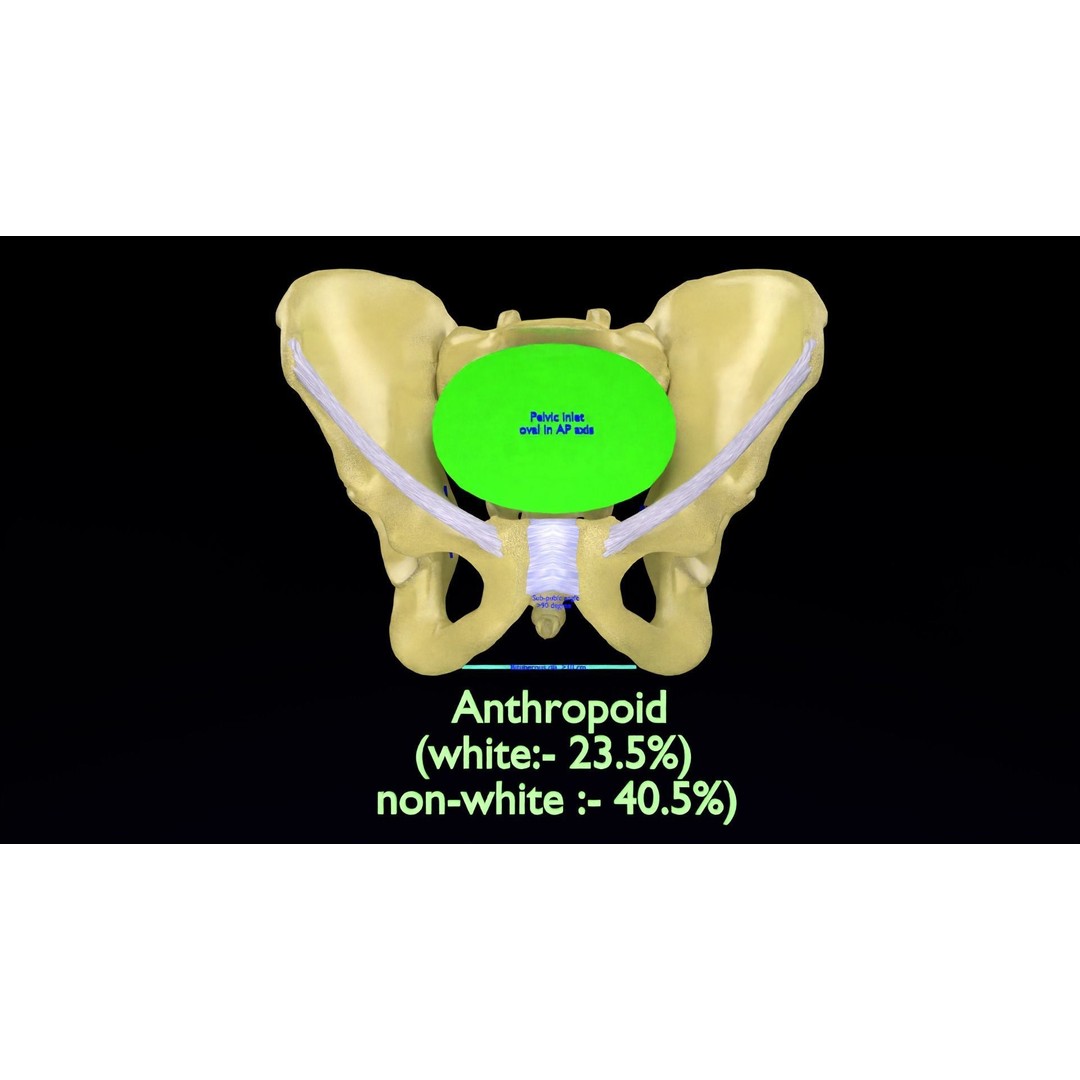 Pelvis Types 3D Model – Detailed Anatomical Representation, Blender, FBX - View 14