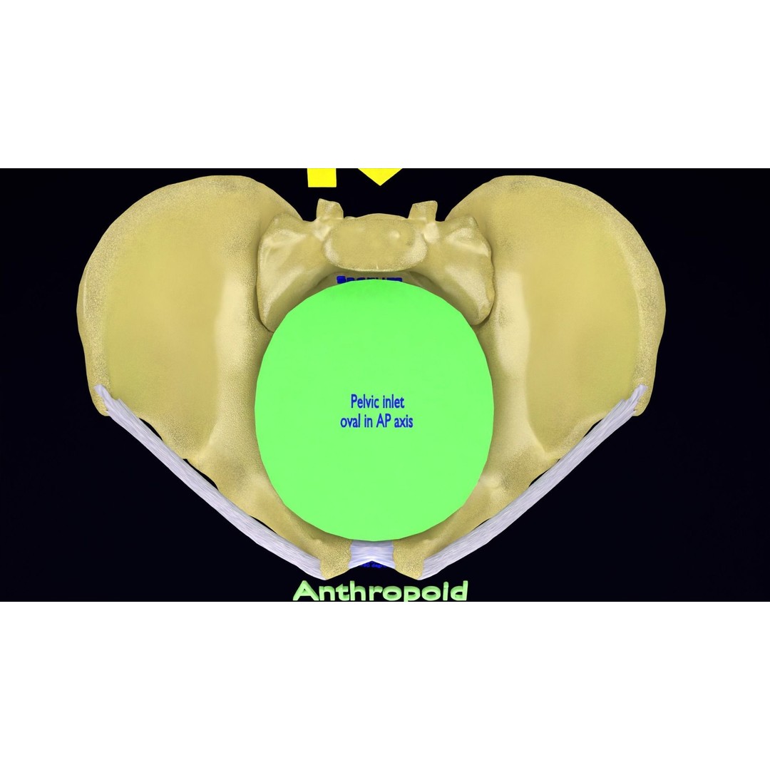 Pelvis Types 3D Model – Detailed Anatomical Representation, Blender, FBX - View 15
