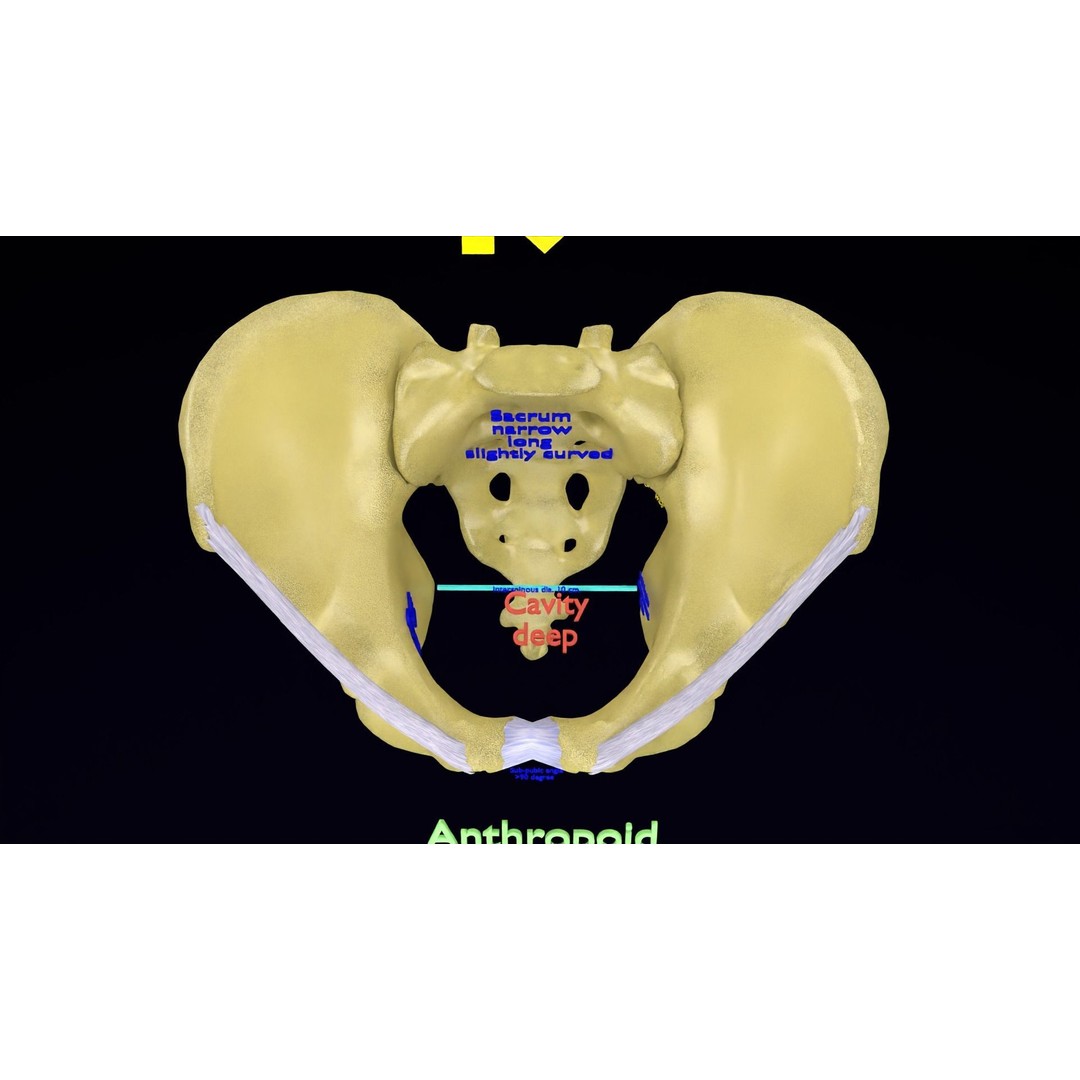 Pelvis Types 3D Model – Detailed Anatomical Representation, Blender, FBX - View 16
