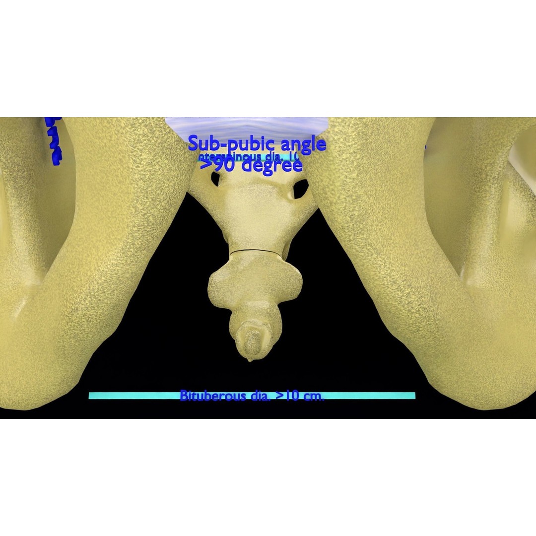 Pelvis Types 3D Model – Detailed Anatomical Representation, Blender, FBX - View 18